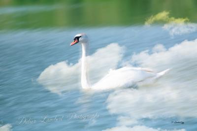 Cygnes d7 23 040r